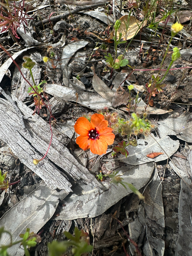 Drosera sewelliae Lowrie & Carlquist