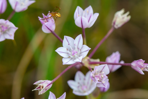 Early Onion (Allium praecox)