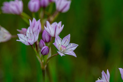 Allium praecox, photograph author not stated, no rights reserved