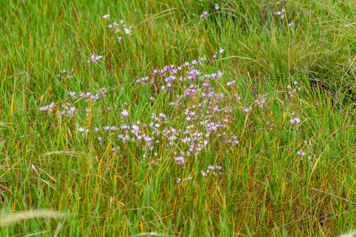 Allium praecox, photograph 6