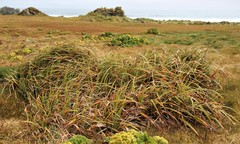 Carex trifida