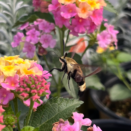 Snowberry Clearwing