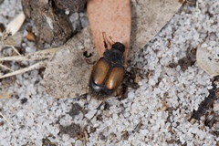 Liparetrus discipennis