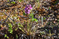 Pedicularis sudetica interioroides