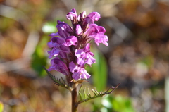 Pedicularis sudetica interioroides