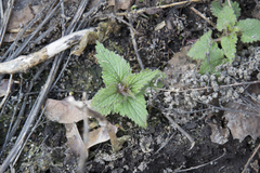 Lamium album
