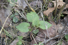 Lamium album