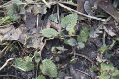 Lamium album