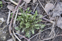 Taraxacum officinale