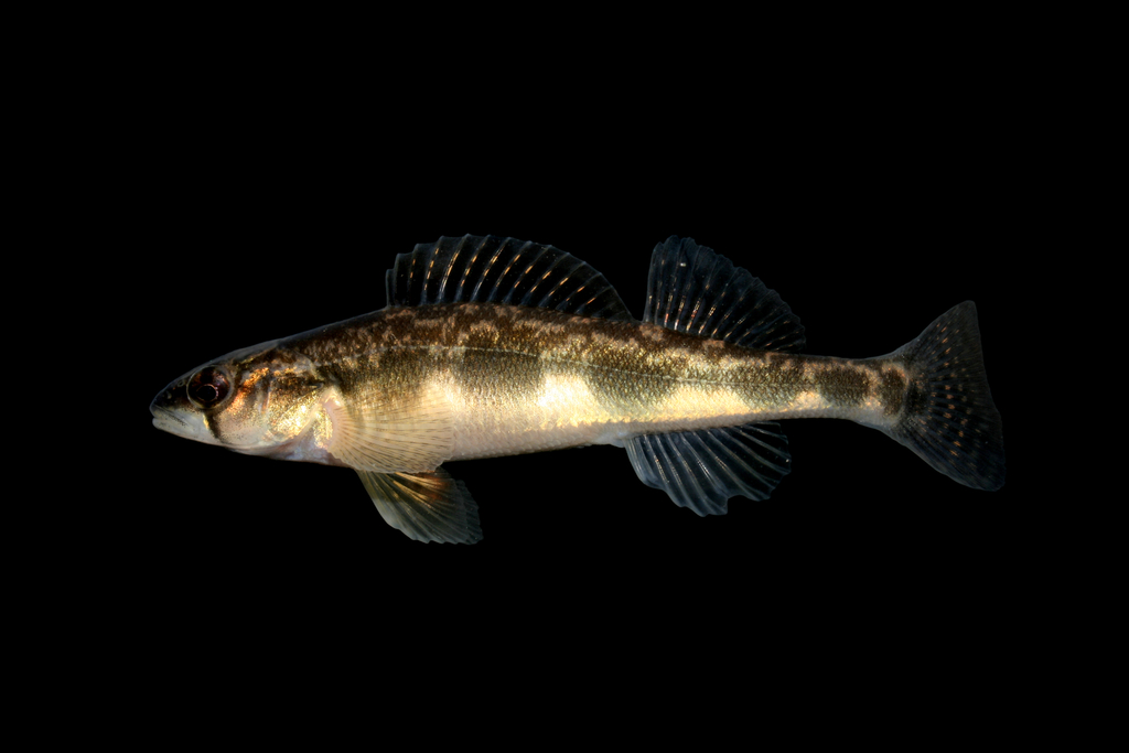 Blackside Darter