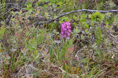 Pedicularis sudetica interioroides