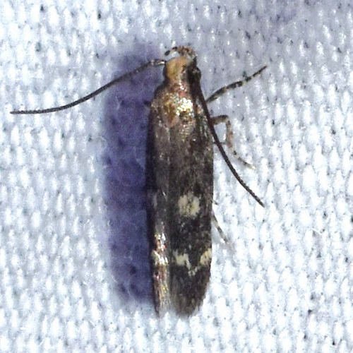 Trypanisma prudens photo 4
