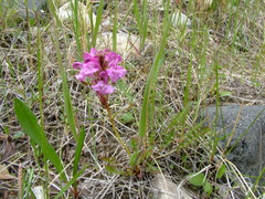 Pedicularis sudetica interioroides