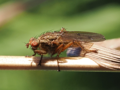 Unknown species found near Coupeville, WA 98239, USA