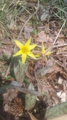 Erythronium rostratum