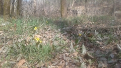 Erythronium rostratum