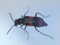 Anthocomus fasciatus