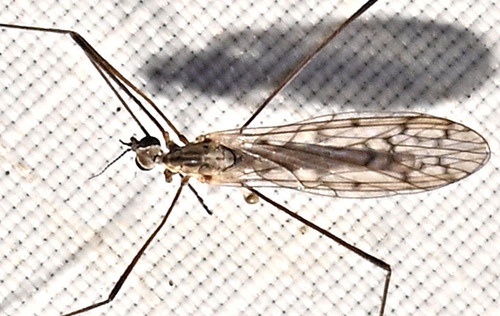 Unknown species found near 432 Ridge Road, Hamden, CT, USA