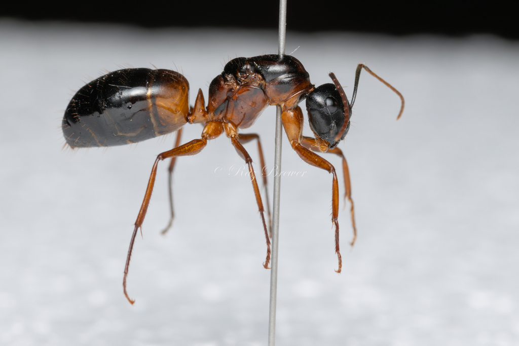 Banded Sugar Ant in February 2026 by raz_brewer · iNaturalist