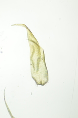 Hypnum dieckii