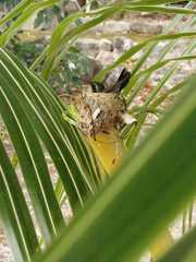 Cynanthus forficatus