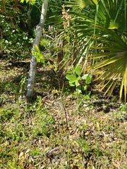 Vaccinium fuscatum image