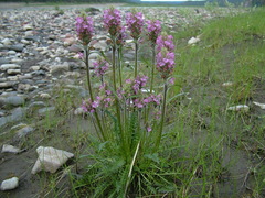 Pedicularis sudetica interioroides