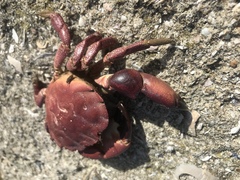 Danielethus crenulatus