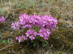 Pedicularis sudetica interioroides
