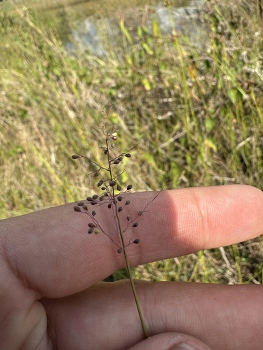 Dichanthelium erectifolium, 2026-03-26