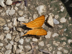 Marpesia harmonia