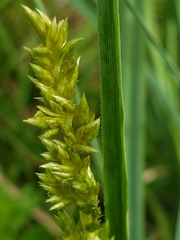Carex crus-corvi