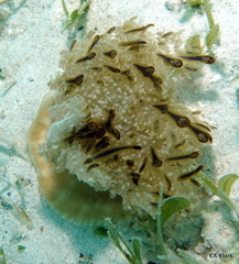 Cassiopea frondosa