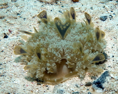 Cassiopea frondosa