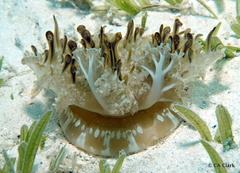 Cassiopea frondosa