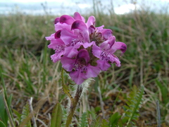 Pedicularis sudetica interioroides