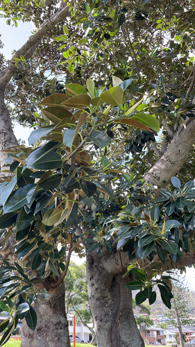 Ficus macrophylla observed 2026-03-26