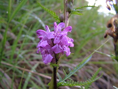 Pedicularis sudetica interioroides