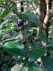 Magnoliopsida
