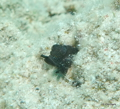 Emblemaria pandionis