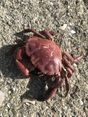 Danielethus crenulatus