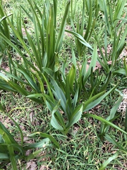 Camassia leichtlinii