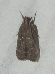 Helcystogramma melantherella