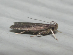 Helcystogramma melantherella
