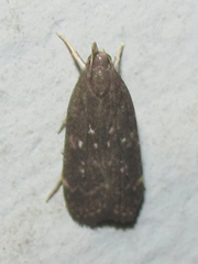 Helcystogramma melantherella