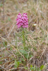 Pedicularis sudetica interioroides