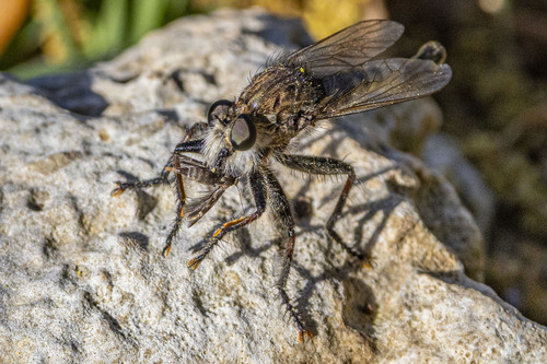 Unknown species found near Canyon Lake, TX, USA