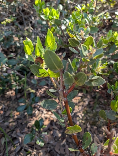 Santa Catalina Island manzanita (Arctostaphylos catalinae)