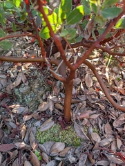 Arctostaphylos catalinae, photograph (c) Aaron Kreisberg, some rights reserved (CC BY)