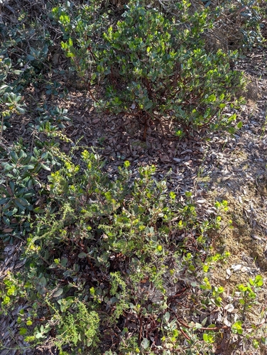 Arctostaphylos catalinae, photograph 3